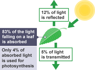 Photosynthesis