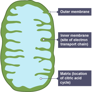 Mitochondrian