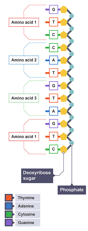 Genetics base triplets