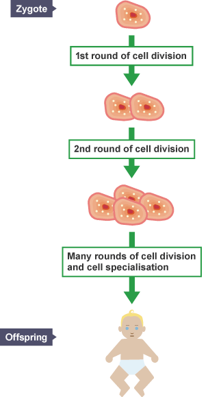 BBC Bitesize - National 5 Biology - Producing new cells ...