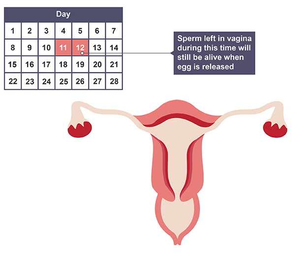 The menstrual cycle - Reproduction, fertility and contraception (CCEA) -  GCSE Biology (Single Science) Revision - CCEA - BBC Bitesize