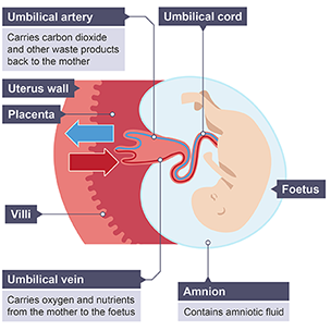 placenta and umbilical cord diagram