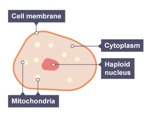 diagram of an egg cell labelled cell membrane, cytoplasm, haploid nucleus, mitochondria 