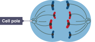 Sister chromatids are pulled to opposite poles