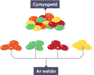 Pentwr o losin cymysg yn cael ei wahanu'n bedwar pentwr o wahanol liwiau - coch, gwyrdd, melyn a phorffor.