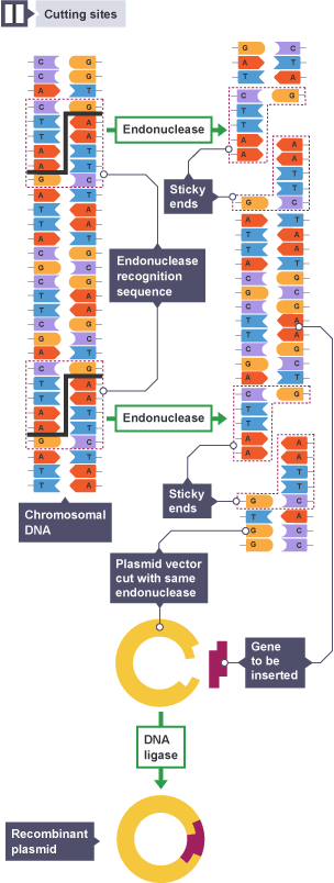 Ligase