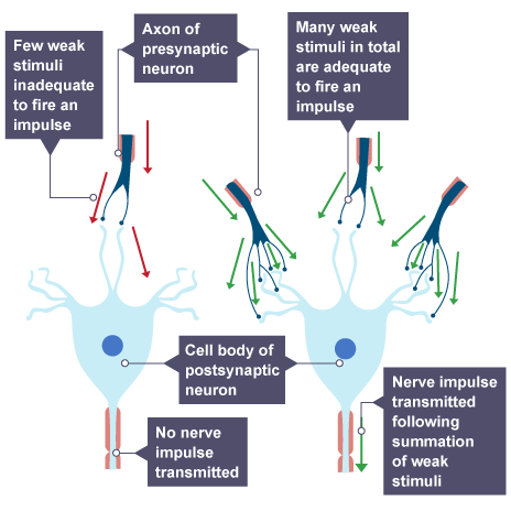 Diagram explaining stimuli thresholds