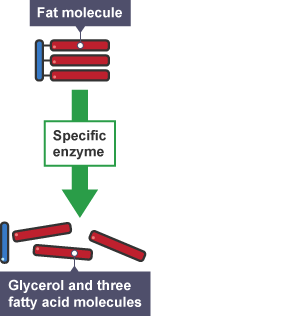 Fat molecules through digestion are broken down into fatty acid and glycerol molecules.