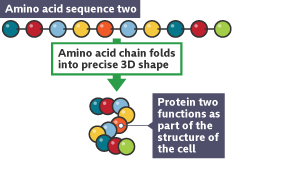 Amino acid sequence 2 showing acid chain folding into precise shape