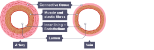 A cross-section of the blood vessels in the body