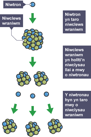 Adwaith cadwynnol yn dangos y camau i ymhollti niwclews.