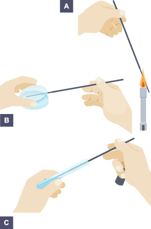 By adding filter paper soaked in a variety of anti-microbial solutions to the pre-prepared agar plate (method A), the effective of the solutions can be tested experimentally.