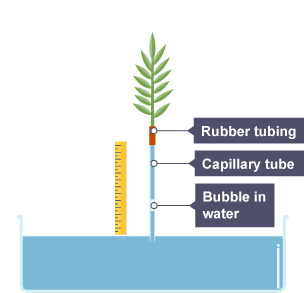 Diagram of how to conduct an experiment of how to find the rate of water uptake in a plant