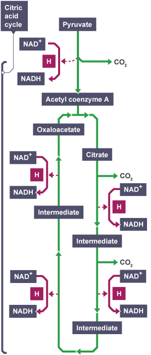 Krebs cycle