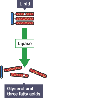 Diagram showing large lipids being broken down by the enzyme lipase into glycerol and three fatty acids.