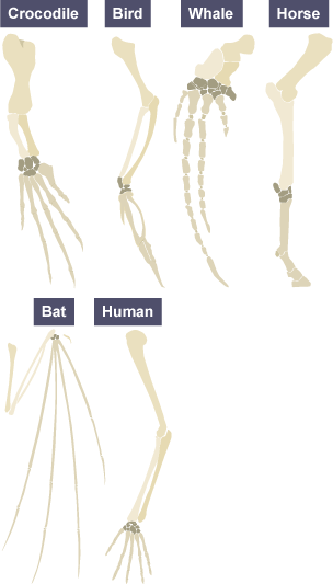 Diagram of the limbs of a crocodile, bird, whale, horse, bat and human