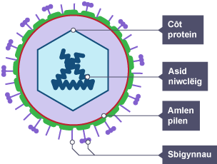 Diagram o ronyn firws: Amlen pilen, Côt protein, Asid niwclëig, Sbigynnau