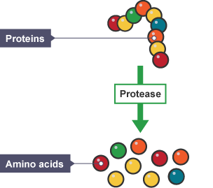 Diagram showing proteins being broken down by the enzyme protease from a long chain of amino acids to single amino acids.