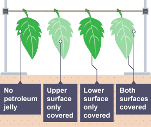 4 leaves tied to a wire. 1 has not been covered with petroleum jelly. 2 has the upper surface only covered. 3 has the lower surface only covered. 4 has both surfaces covered.