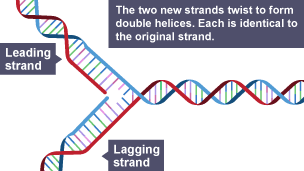 The two new strands twist to form double helices. Each is identical to the original strand.