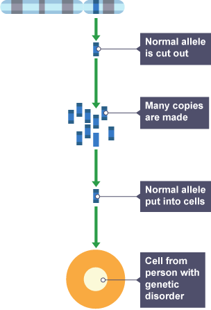 Diagram showing how gene therapy works