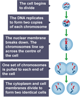 The process of mitosis, a form of cell division.