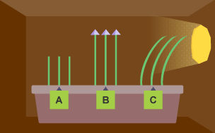 Three sets of plants, A, B and C. A: furthest from light, pointing up, have grown about 2cm. B: grow straight, have grown twice as high as A. C: have grown highest, but are bending towards light.