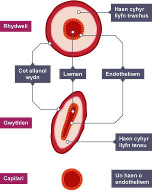 Trawstoriad drwy Rydweli, Gwythïen a Chapilari. Mae haen gyhyr anrhesog fwy Trwchus ar y rhydweli, mae haen gyhyr anrhesog fwy Tenau ar y wythïen. Mae gan y ddwy Got allanol wydn, Endotheliwm a Lwmen.