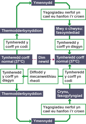 Adborth negatif i reoleiddio tymheredd