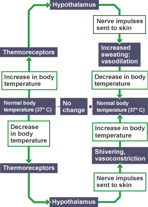 Flow chart showing process involved in the body regulating temperature via negative feedback controls. Thermoreceptors send message to hypothalmus about temperature. Hypothalmus  sends nerve impulses to the skin depending on temperature.  If hot, there's increased sweating and vasodilation. This leads to a decrease in body temperature to norml body temperature. If cold there's shivering and a reutrn to normal body temperature.