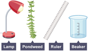 a lamp, sample of pondweed, a ruler and a beaker