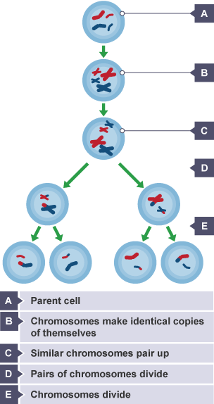 A diagram illustrating the process of meiosis and how it creates gametes