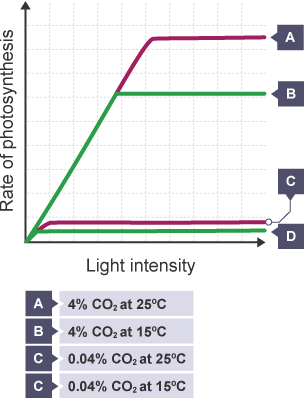 Graph showing the effect of temperature as a limiting factor at two different carbon dioxide concentrations of carbon dioxide