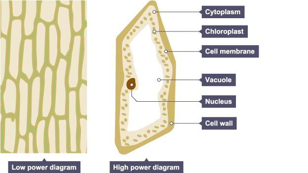 yeast cell diagram gcse