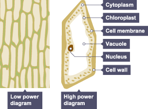 A lower and high power diagram showing the number of cells