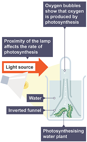 Photosynthesis oxygen experiment