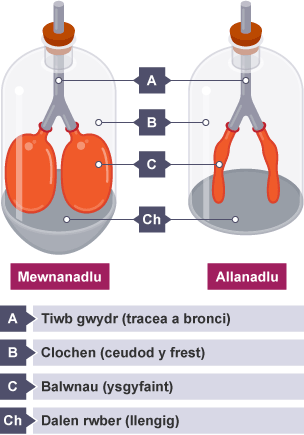 2 glochen wedi'u labelu'n a mewnanadlu, a b allanadlu. Tiwbiau gwydr yn cynrychioli tracea a bronci. Balwnau'n cynrychioli ysgyfaint. Dalenni rwber yng ngwaelod y clochenni'n cynrychioli llengig.