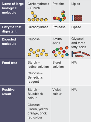 The digestive system - The digestive system in humans – WJEC