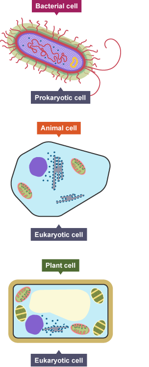 prokaryotic animal cell