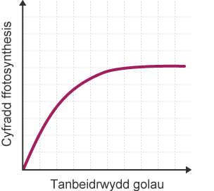 Graff yn dangos sut mae arddwysedd golau'n effeithio ar gyfradd ffotosynthesis. Mae'r echelin y wedi'i labelu'n 'Cyfradd ffotosynthesis', mae'r echelin x wedi'i labelu'n 'Arddwysedd golau'.