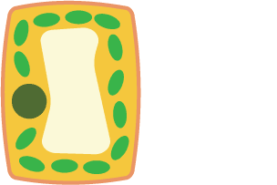 Diagram of cytoplasm pushing against the cell wall. There is no space between the cytoplasm and the cell wall.