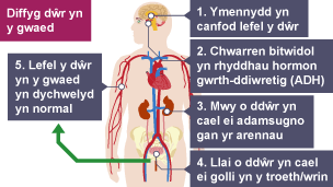 Dim digon o ddŵr yn y gwaed. Ymennydd yn canfod lefel dŵr. Chwarren bitwidol yn rhyddhau ADH. Arennau'n adamsugno mwy o ddŵr. Colli llai o ddŵr yn y troeth. Lefel dŵr y gwaed yn mynd yn ôl i normal.