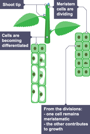 Cells of the meristem can differentiate to produce all types of plant cells at any time during the life of the plant.  The main meristems are close to the tip of the shoot, and the tip of the root.