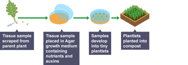 Diagram showing how plants can be cloned