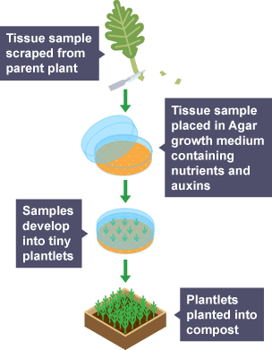 Diagram showing how plants can be cloned