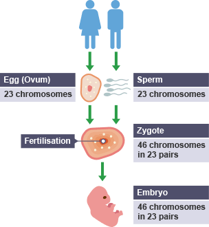 Egg (23 chromosomes) combines with sperm (23 chromosomes).  Fertilisation occurs creating a zygote with 46 chromosomes in 23 pairs. This matures into embryo with 46 chromosomes in 23 pairs.