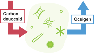 Diagram i ddangos sut mae ffytoplancton yn cyflawni ffotosynthesis, drwy amsugno carbon deuocsid a rhyddhau ocsigen.