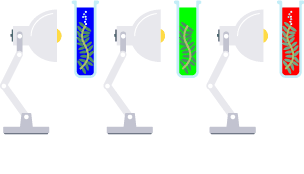 An image showing the effect of different wavelengths of light on photosynthesis.