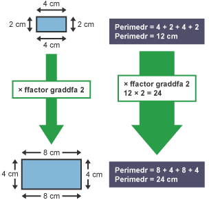 Dau betryal. Un 4 cm wrth 2 cm, perimedr 12 cm, y llall 8 cm wrth 4 cm, perimedr 24 cm. Saeth â label 'ffactor graddfa 2' yn dangos sut i gyfrifo perimedr y petryal newydd sydd wedi'i helaethu