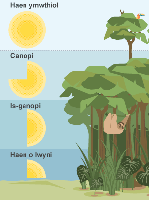 Y coed ymwthiol uchaf sy’n cael y rhan fwyaf o’r golau. O dan y rhain mae’r canopi, yna’r is-ganopi, ac yn olaf yr haen o lwyni, sy’n cael llai o olau.